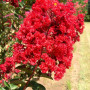 lagerstroemia-indica-red-rocket-crape-myrtle