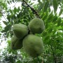 yellowhorn-fruits